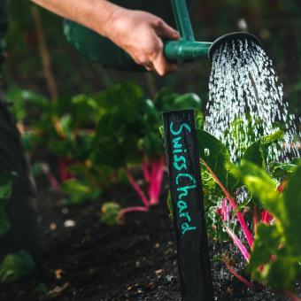 Watering can on Swiss chard